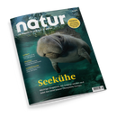 Titelblatt der Zeitschrift „natur“, Ausgabe 7/2026, mit Untertitel „Das Magazin für eine Welt im Wandel“. Im Vordergrund schwimmt eine Seekuh unter Wasser, darüber die gelbweiße Überschrift „Seekühe – Mächtige Säugetiere, die Seegras weiden und dabei das Unterwasser-Ökosystem formen“. Weitere Themen in kleineren Texten links: „Halligen“, „Himalaya“ und „Amphibienlarche“, runder gelber Hinweis „Nachhaltig“.
