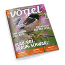 Titelbild des Magazins „vögel“ (Ausgabe Nr. 86 / 4–2025) mit großflächigem Foto zweier Vögel vor grün-violettem Hintergrund: oben ein Schwarzkehlchen mit schwarzem Kopf, weißem Halsband und brauner Brust, unten ein Uferschnepfe mit langem, geradem Schnabel. Schlagzeilen u. a.: „BLAU, ROT, BRAUN, SCHWARZ?“, „KRANICHEN AUF DER SPUR“, „VOM STRAND AUFS DACH“, „KUCKUCKSKIND UND SEINE ADOPTIVELTERN“. Links oben rundes Symbol „Jungvögel erkennen“.